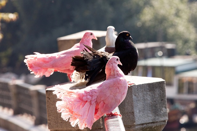 西甲战报：穆里奇双响，博约莫斯绝平，马略卡2-2奥萨苏纳
