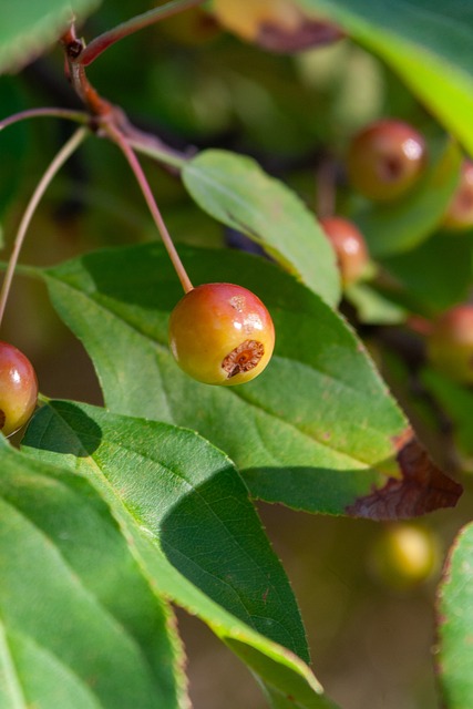 半场：拜仁1-1圣保利，格雷罗扳平，卡尔中柱，洪通吉破门+伤退